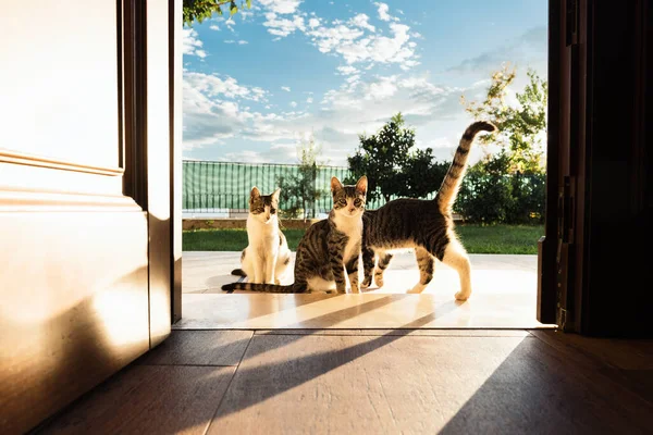 Γάτες Που Κάθονται Έξω Στην Αυλή Μια Ηλιόλουστη Μέρα Του — Φωτογραφία Αρχείου