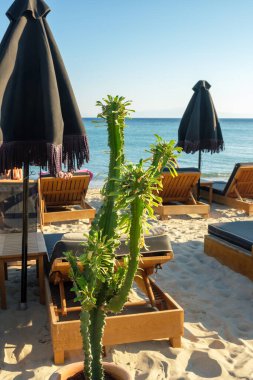 Güverte sandalyeleri ve şemsiyeleriyle kumlu sahilde büyük, sulu bir çiçek. Huzurlu manzara, rahatlatıcı plaj, tropikal manzara tasarımı
