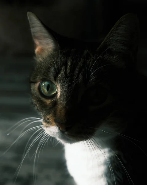 タビー猫は半分照らされ 鮮やかな緑色の目と影の光で繊細なウィスカーを示しています — ストック写真