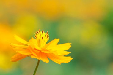 Sarı çiçek, sarı Kozmos çiçeğinin yakın plan, güneş ışığı altında bulanık yeşil arkaplan, fotokopi alanı, arka plan olarak doğal bitki örtüsü, ekoloji kapak sayfası konsepti..