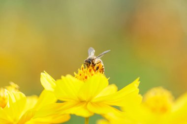 Arı ve Sarı Çiçek, Bahçede Kozmos sarı çiçeğiyle kapalı arı, Bulanık arkaplan bol tarla.