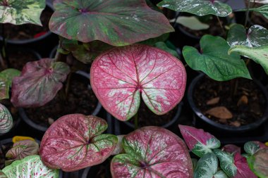 Güzel bir yaprak, yeşil, kırmızı, pembe ve beyaz renkli fantezi yaprakları..