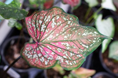 Güzel bir yaprak, yeşil, kırmızı, pembe ve beyaz renkli fantezi yaprakları..