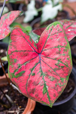 Güzel bir yaprak, yeşil, kırmızı, pembe ve beyaz renkli fantezi yaprakları..