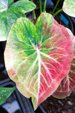 Güzel bir yaprak, yeşil, kırmızı, pembe ve beyaz renkli fantezi yaprakları..