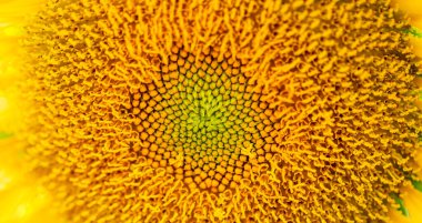 Kapatın güneş çiçeğini Bulanık günbatımının altın ışığına karşı açmanın güzelliği