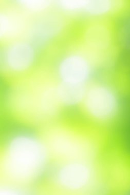 Yeşil yapraklar hafifçe bulanık. seçici odak, soyut yeşil bulanık yumuşak doğa arkaplanı.