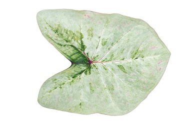 Güzel renkli kalp şekilli yapraklar beyaz arkaplanda izole edilmiş..