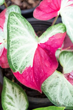 Güzel bir yaprak, yeşil, kırmızı, pembe ve beyaz renkli fantezi yaprakları..