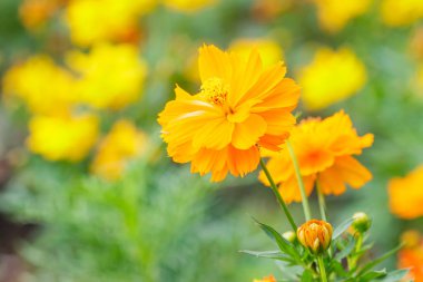 Sarı çiçek, sarı Kozmos çiçeğinin yakın plan, güneş ışığı altında bulanık yeşil arkaplan, fotokopi alanı, arka plan olarak doğal bitki örtüsü, ekoloji kapak sayfası konsepti..