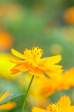 Sarı çiçek, sarı Kozmos çiçeğinin yakın plan, güneş ışığı altında bulanık yeşil arkaplan, fotokopi alanı, arka plan olarak doğal bitki örtüsü, ekoloji kapak sayfası konsepti..