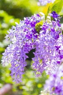 Güzel mor çelenk sarmaşığı (Petrea Volubilis) veya bulanık arkaplanda kraliçenin sarmaşığı