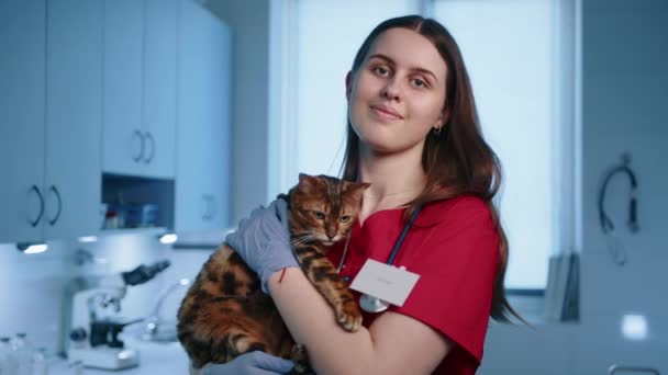 수의사가 토이거 고양이를 의사는 장갑을 청진기를 두르고 고품질 — 비디오