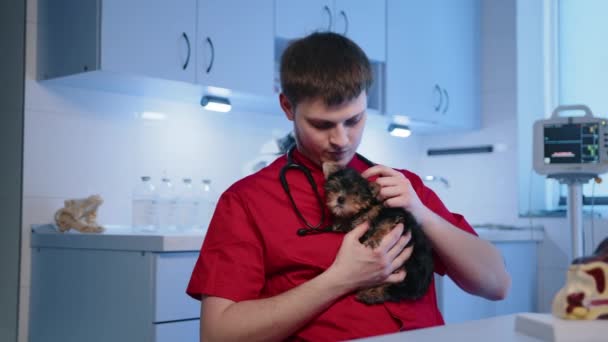 Veterinário Examinando Cachorro Clínica Veterinária Veterinário Masculino Segurando Yorkshire Terrier — Vídeo de Stock