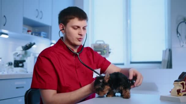 Догляд Компетентним Ветеринаром Проводить Медичне Обстеження Чистокровного Йоркширського Тер Єра — стокове відео