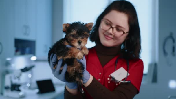 かわいい若い動物の医者を笑顔ヨークシャーテリアの純血の小さな子犬を保持しています 医者は聴診器付きの病院のガウンと医療用手袋に入っています 高品質4K映像 — ストック動画