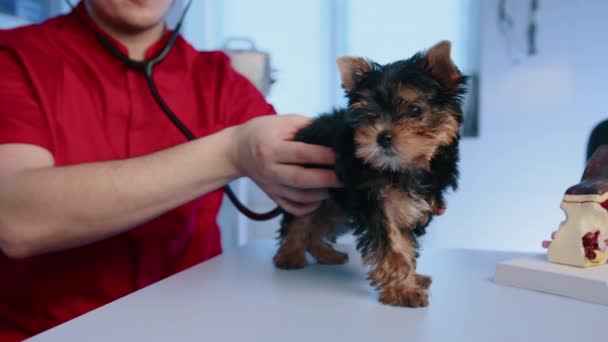 Veterinär Undersöker Valp Veterinärkliniken Man Veterinär Lyssnar Yorkshire Terrier Med — Stockvideo