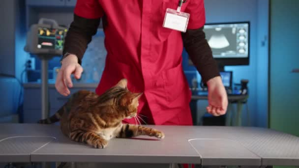 男兽医宠物成年孟加拉猫在一个专业兽医诊所的桌子上 这只宠物在挠痒痒 这个房间配备了现代化的设施 高质量的4K镜头 — 图库视频影像