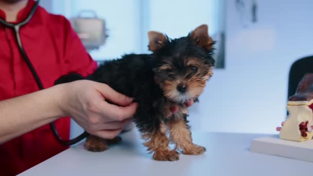 中年男子兽医正在对一只小品种的狗进行体格检查 他正通过约克郡泰勒的听诊器听心跳 高质量的4K镜头 — 图库视频影像