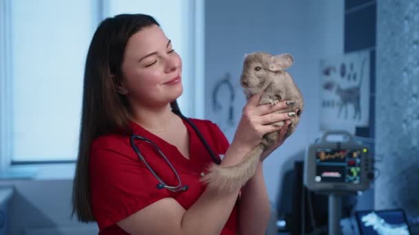 Kvinnlig Veterinär Försiktigt Hålla Chinchilla Händerna Och Vänlig Tittar Husdjur — Stockvideo