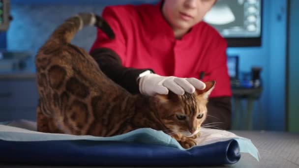 Ung Manlig Veterinär Smeker Försiktigt Renrasiga Vuxna Bengaliska Katt Veterinären — Stockvideo