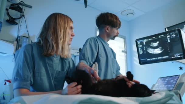 獣医師と看護師が超音波モニタを詳しく検査します 彼らはおそらく猫の痛みを引き起こしているかもしれないものを見ようとしています 高品質4K映像 — ストック動画