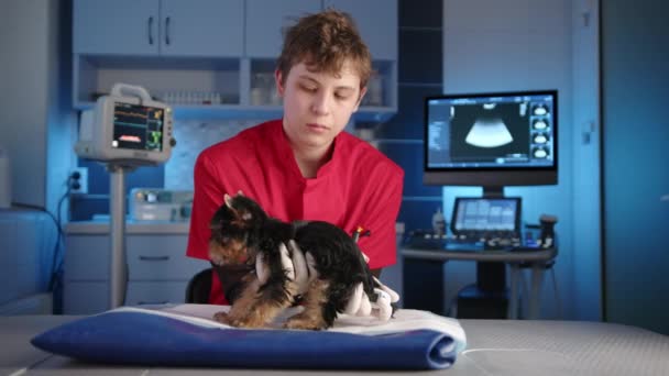 男性の若い獣医は デジタル直腸温度計を使用して純血ヨーク温度を測定しています 子犬は震えている 背景には近代的な設備 高品質4K映像 — ストック動画