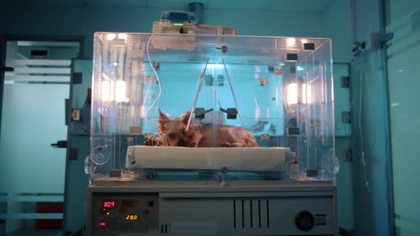 摄像机显示一只棕色的小狗在兽医诊所的氧气室里 盒子里的狗看起来有点害怕 医生把狗放进了骆驼里 — 图库视频影像