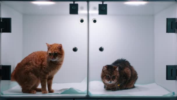 Dos Gatos Sentados Clínica Veterinaria Contaiment Antes Operación Gato Color — Vídeos de Stock