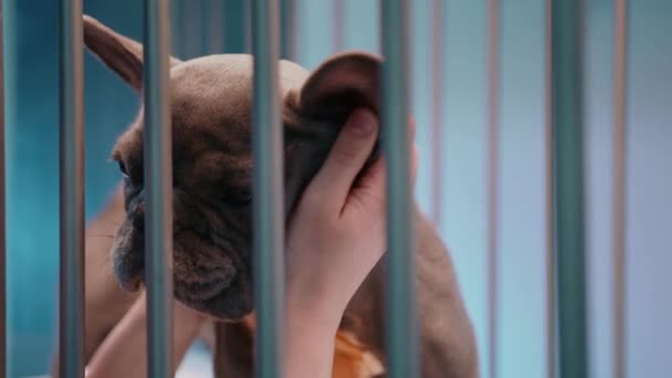 兽医把一只棕色的小狗放在笼子里的时候 把它当作宠物的特写镜头 这只狗几乎一动也不动 它耐心地坐在那里 有点紧张 高质量的4K镜头 — 图库视频影像
