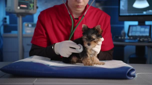 Fiatal Férfi Orvos Sztetoszkóppal Hallgatja Fajtiszta Yorkshire Terrier Szívverését Állatorvos — Stock videók