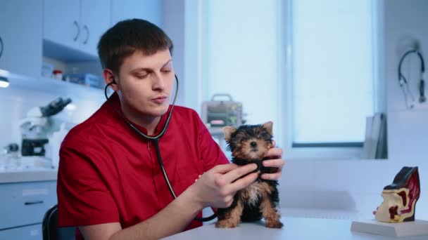 Молодой Мужчина Опытный Ветеринар Осматривает Щенка Йоркширского Терьера Используя Высокочувствительный — стоковое видео