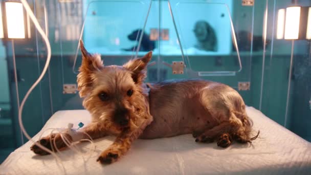 兽医诊所的玻璃氧气室里躺着一只棕色的小狗的特写镜头盒子里的狗看起来有点害怕 医生把狗放进了骆驼里 — 图库视频影像