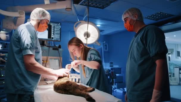 Sköterska Lugnar Katten Innan Operationen Medan Kirurgen Håller Ner Den — Stockvideo