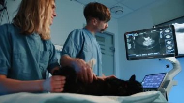 Bir veteriner ve bir hemşire muayene masasındaki kediyi ultrasonla kontrol ediyor. Kedi ağrısına neyin yol açtığını anlamaya çalışıyorlardı. Yüksek kalite 4k görüntü