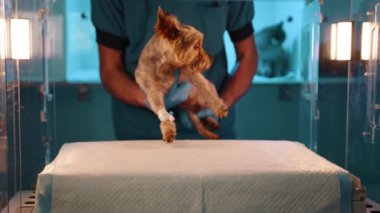 Küçük kahverengi bir köpek veteriner kliniğinde cam oksijen odasına konuyor. Kutudaki köpek biraz korkmuş görünüyor. Doktor köpeği karavana koyuyor..