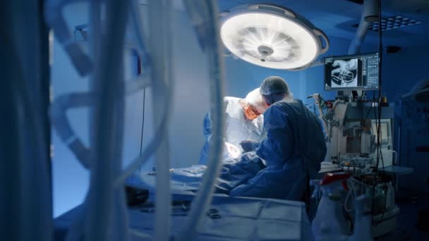 Seorang Dokter Hewan Dan Perawat Melakukan Operasi Pada Hewan Atas — Stok Video