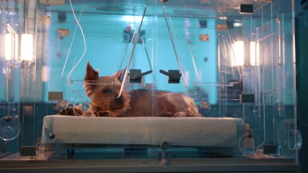 一只棕色的小狗平静地躺在兽医诊所的氧气室里 盒子里的狗看起来有点害怕 医生把狗放进了骆驼里 — 图库视频影像