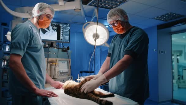 Ein Tierarzt Und Eine Krankenschwester Untersuchen Sedierte Katzengelenke Vor Der — Stockvideo