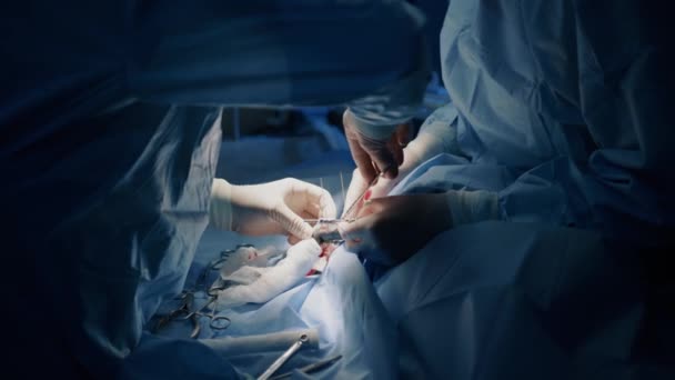 Close Uma Cirurgia Realizada Por Veterinário Assistido Por Uma Enfermeira — Vídeo de Stock