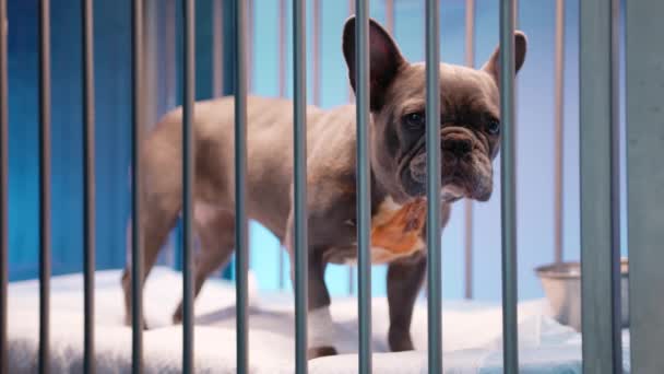 Крупный План Маленькой Коричневой Собаки Терпеливо Стоящей Временной Клетке Собак — стоковое видео