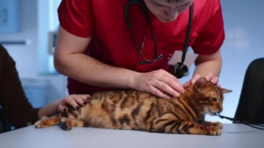 Erkek veteriner yetişkin Bengal kedisinin palto durumunu inceliyor. Kadın ev sahibi ve doktor kediyi besliyor. Hayvan masanın üzerine uzanmış, kurdeleyle oynuyor. Yüksek kalite 4k görüntü