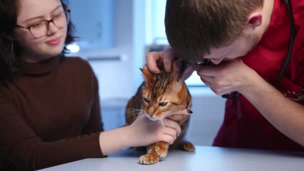 若い有能な動物医師がベンガル猫の耳の状態を調べている 医者はモダンな設備を使用しています 女性の所有者は手続きを観察する 高品質4K映像 — ストック動画