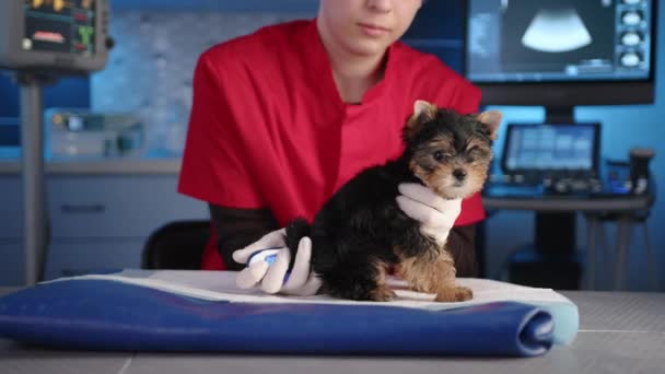 Ung Hane Vet Mäter Temperaturen Läkarundersökning Yorkshire Terrier Läkaren Bär — Stockvideo