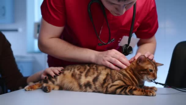 男兽医检查成年孟加拉猫的皮毛状况 女主人和医生爱抚这只猫 动物躺在桌子上玩丝带 高质量的4K镜头 — 图库视频影像