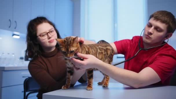 若い男性有資格獣医師がクリニックで成人ベンガル猫の身体検査を行っている 獣医は聴診器を使う 女性の若いペットの所有者は動物を保持します 高品質4K映像 — ストック動画