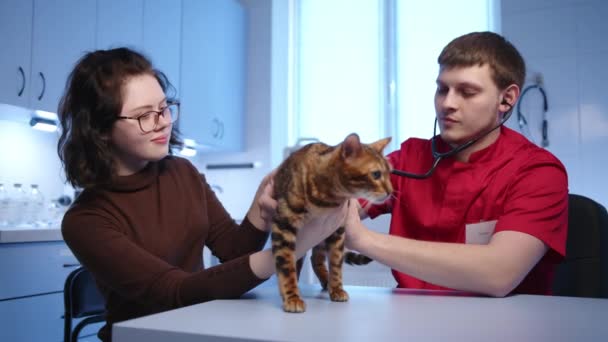 Mandlig Ung Terapeut Udfører Regelmæssig Undersøgelse Voksen Sød Bengalsk Kat – Stock-video