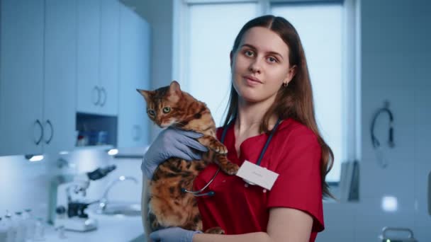 Ung Kvinnlig Professionell Veterinär Håller Och Klappa Vuxna Toyger Katt — Stockvideo