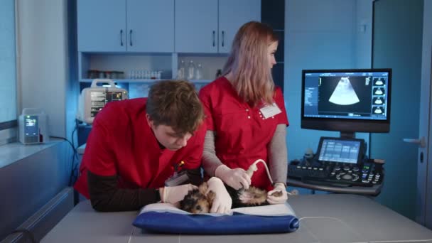 年轻的男性和女性兽医在专门的办公室里为约克郡犬做超声波检查 女兽医操作超声波系统 而男兽医则宠物狗 高质量的4K镜头 — 图库视频影像