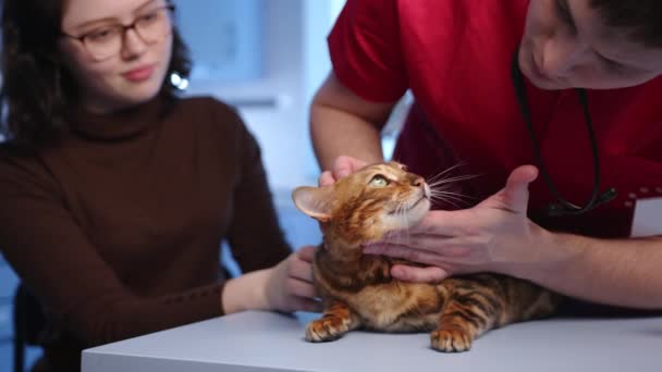 Veterinário Masculino Realiza Exame Médico Gato Bengala Adulto Raça Pura — Vídeo de Stock